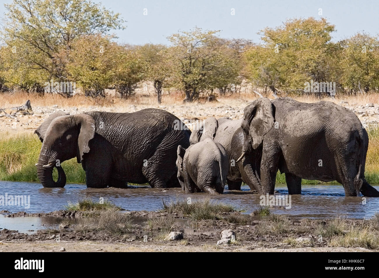 animal, elephant, namibia, herd, travel, holiday, vacation, holidays, Stock Photo