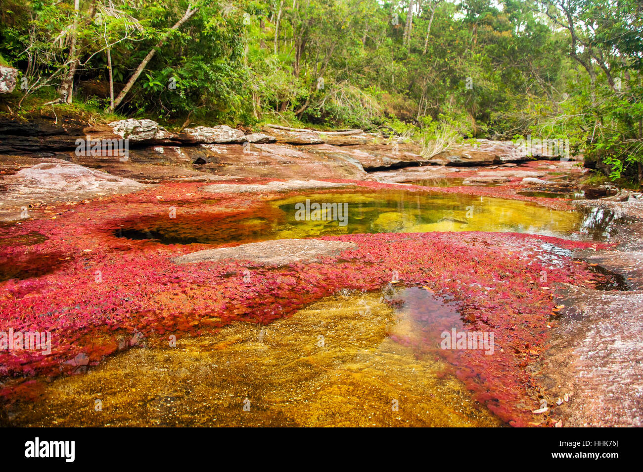 jungle, colombia, red, river, water, beautiful, beauteously, nice, travel, Stock Photo