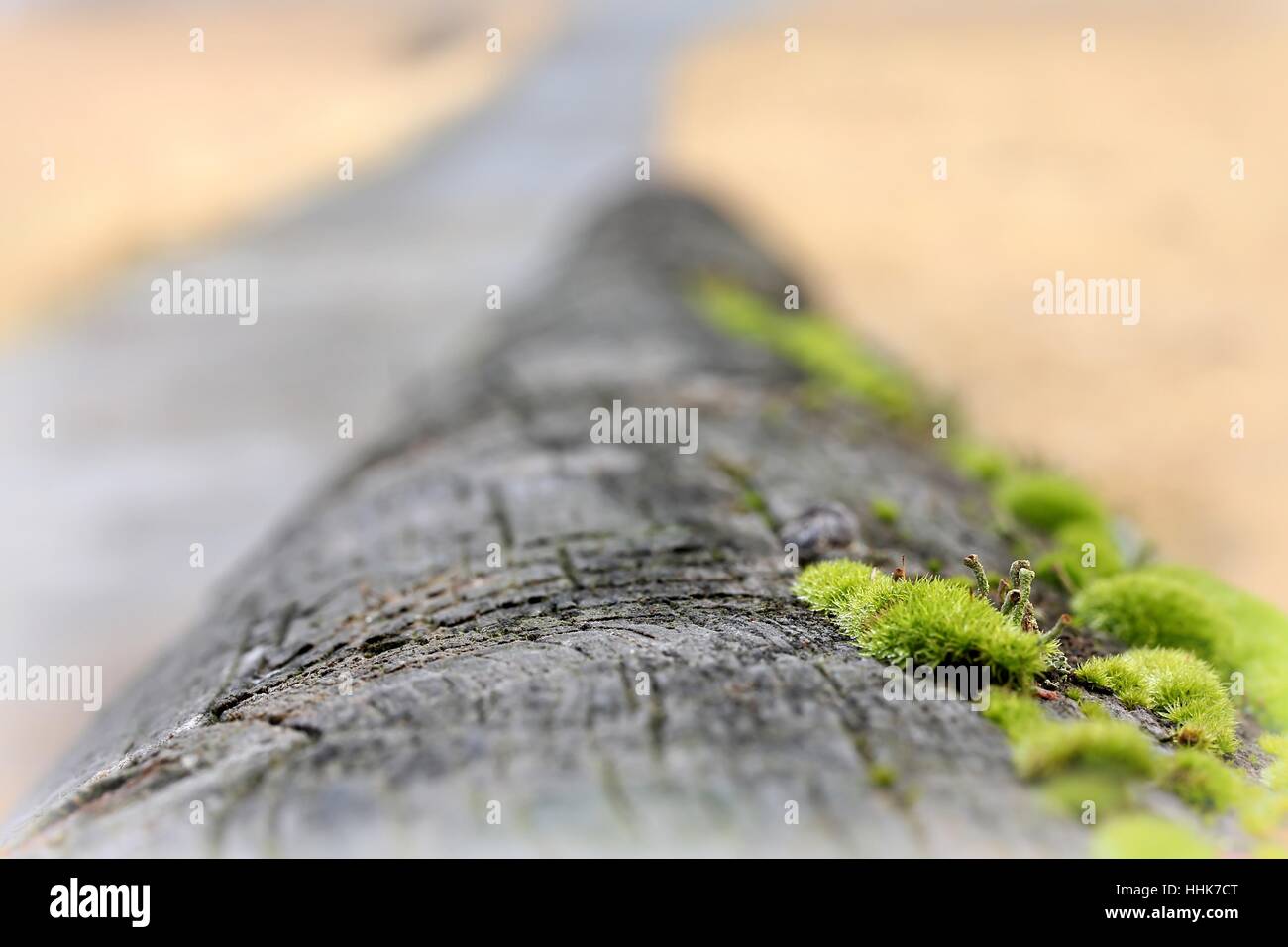moss, plait, lichens, shine, shines, bright, lucent, light, serene, luminous, Stock Photo