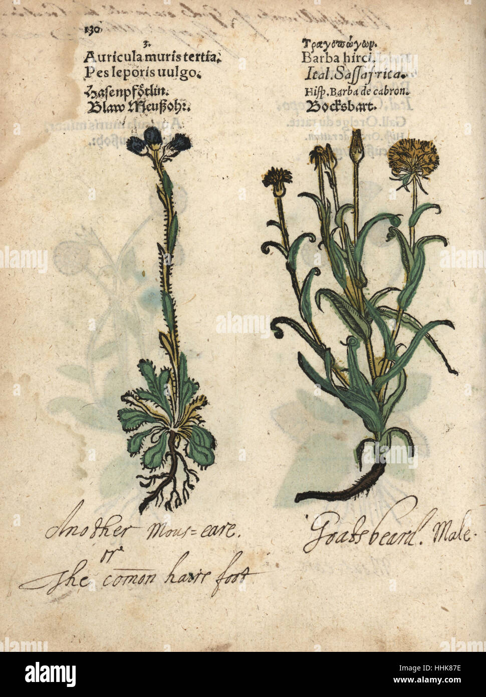 Mouse-ear hawkweed, Hieracium pilosella, and meadow salsify or goat's beard, Tragopogon pratensis. Handcoloured woodblock engraving of a botanical illustration from Adam Lonicer's Krauterbuch, or Herbal, Frankfurt, 1557. This from a 17th century pirate edition or atlas of illustrations only, with captions in Latin, Greek, French, Italian, German, and in English manuscript. Stock Photo