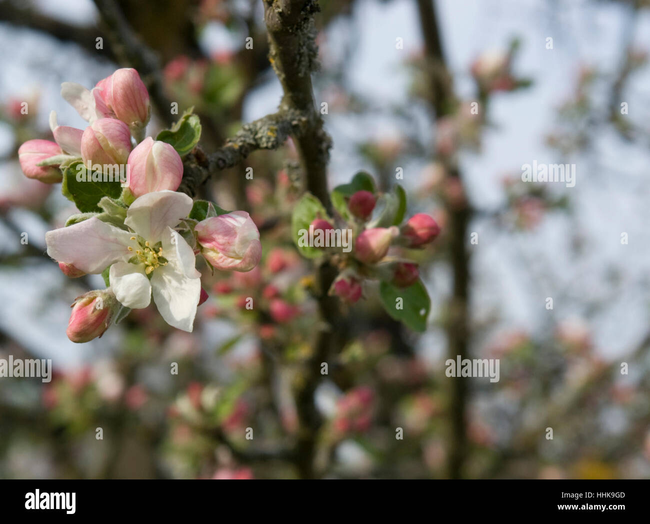 bloom, blossom, flourish, flourishing, agriculture, farming, deciduous tree, Stock Photo