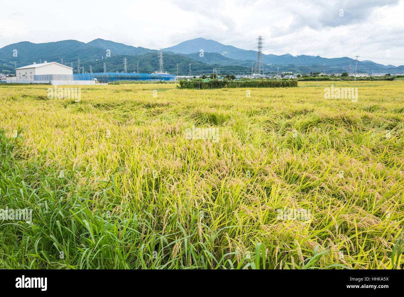Rice Field in Harvest, Isehara City, Kanagawa Prefecture, Japan Stock ...
