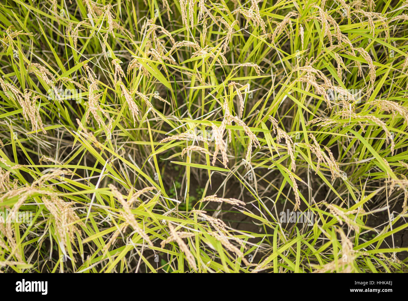 Rice Field in Harvest, Isehara City, Kanagawa Prefecture, Japan Stock ...