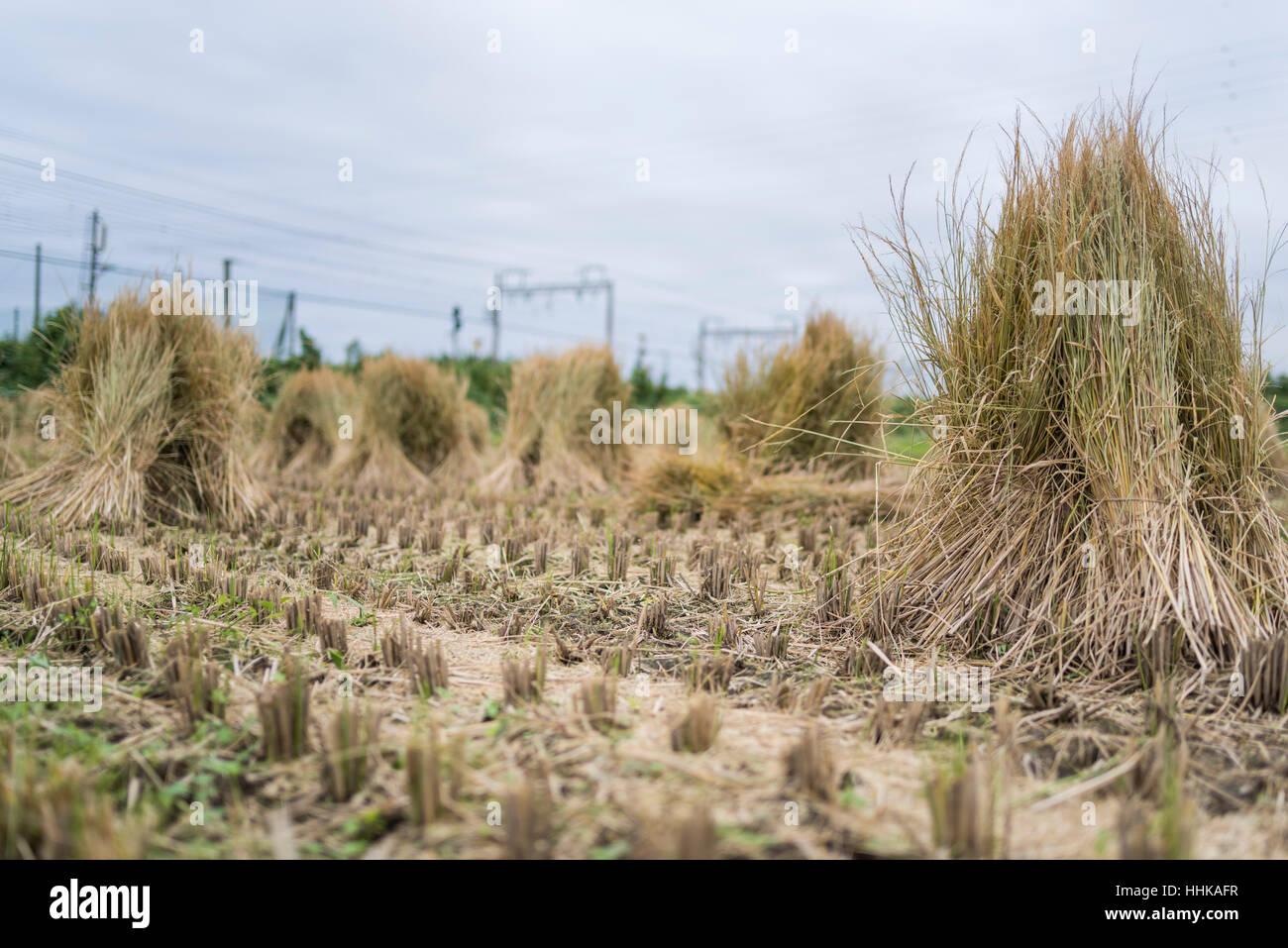 Rice Field after Harvest, Isehara City, Kanagawa Prefecture, Japan ...