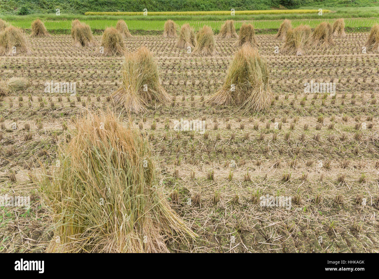 Rice Field after Harvest, Isehara City, Kanagawa Prefecture, Japan ...