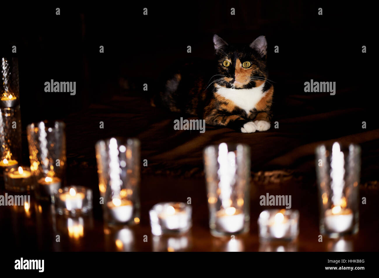 The cat with half black face, red, sits and stares at the burning