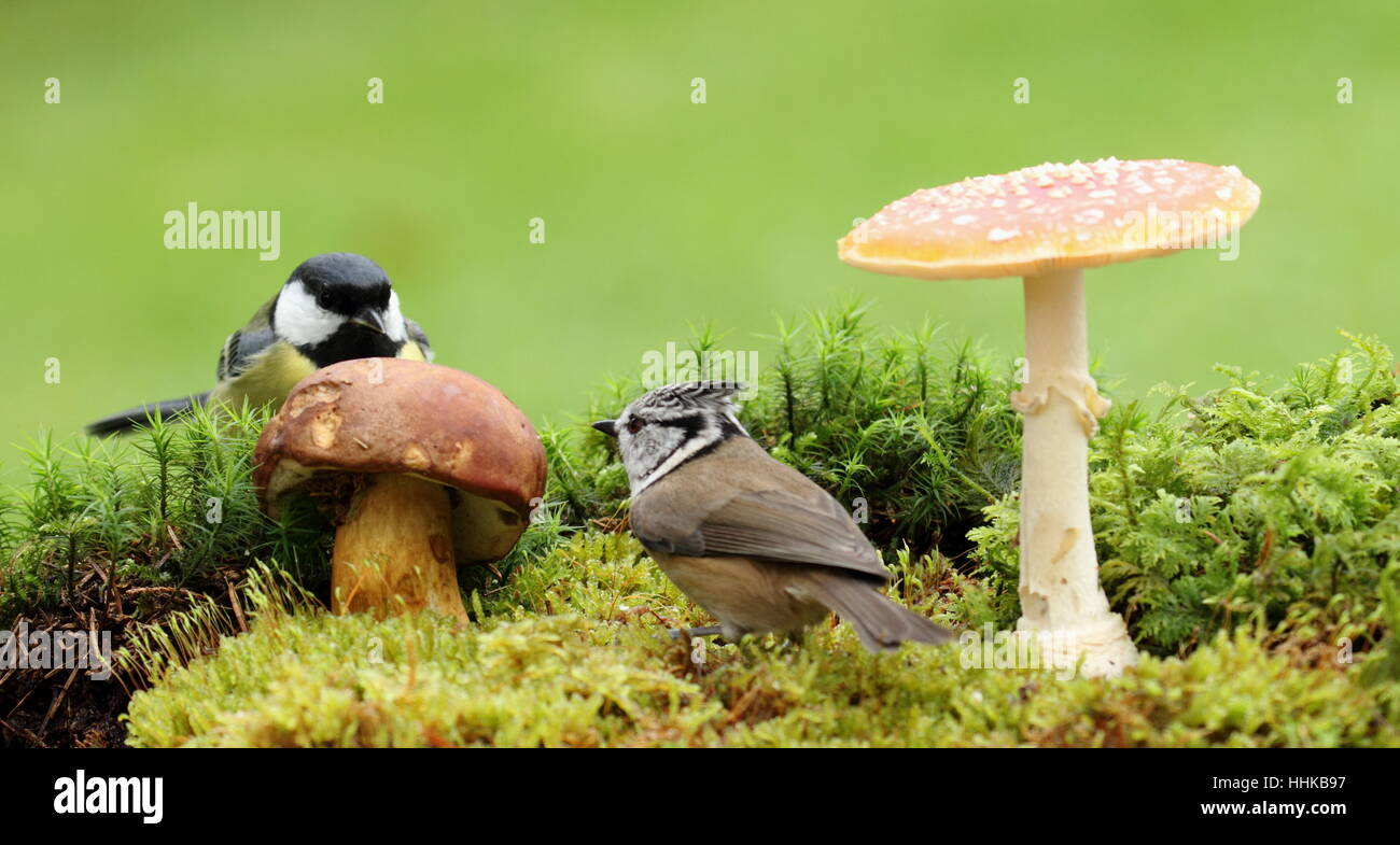 bird, birds, moss, mushrooms, mushroom, fungus, great titmouse, singing