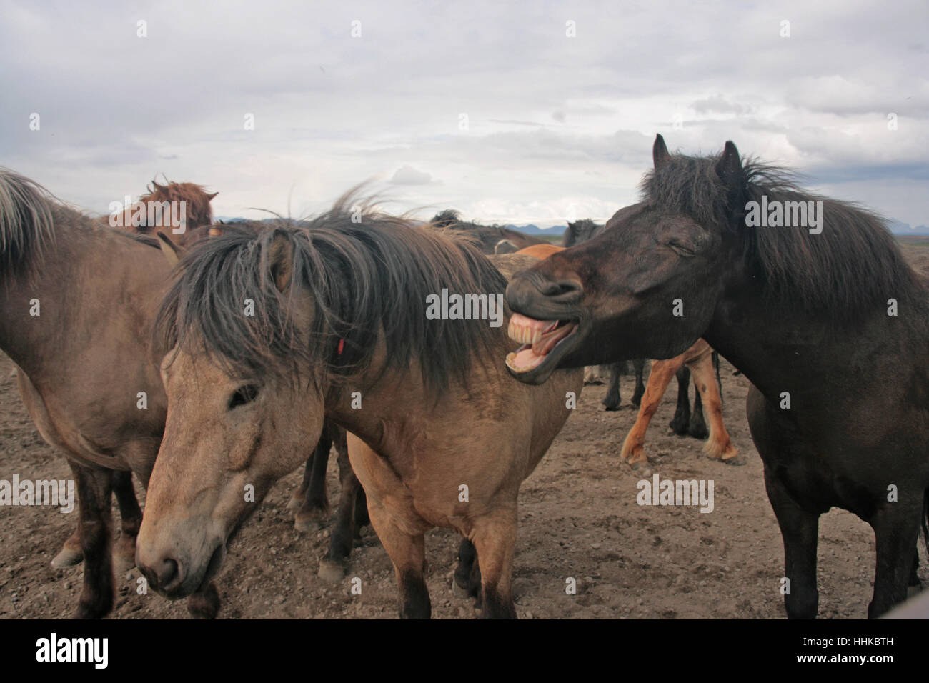 horse, teeth, pony, iceland, funny, neigh, enthusiasm, amusement, enjoyment, Stock Photo