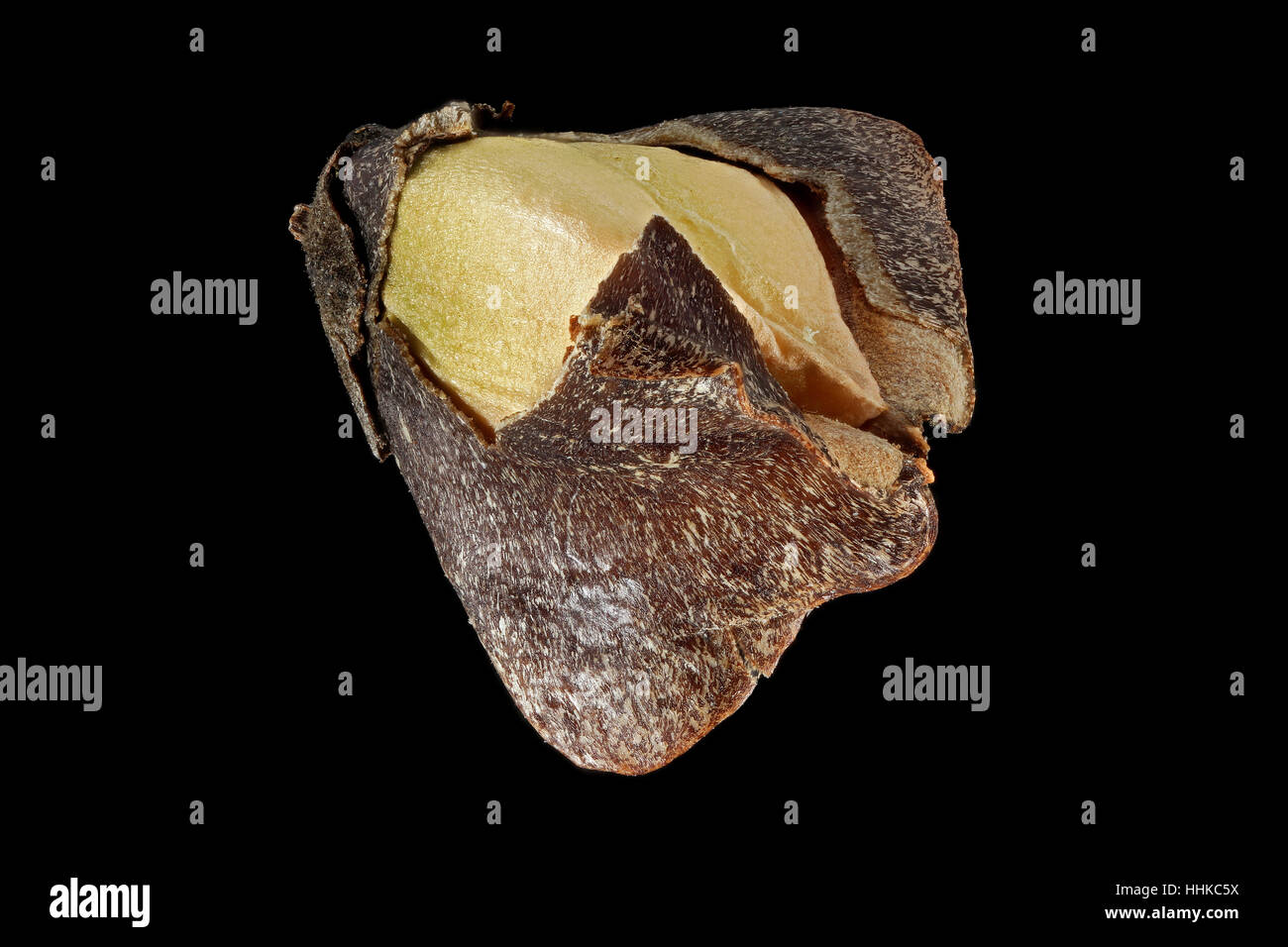 Fagopyrum esculentum, Buckwheat, Echter Buchweizen, fruit with seed, close up Stock Photo