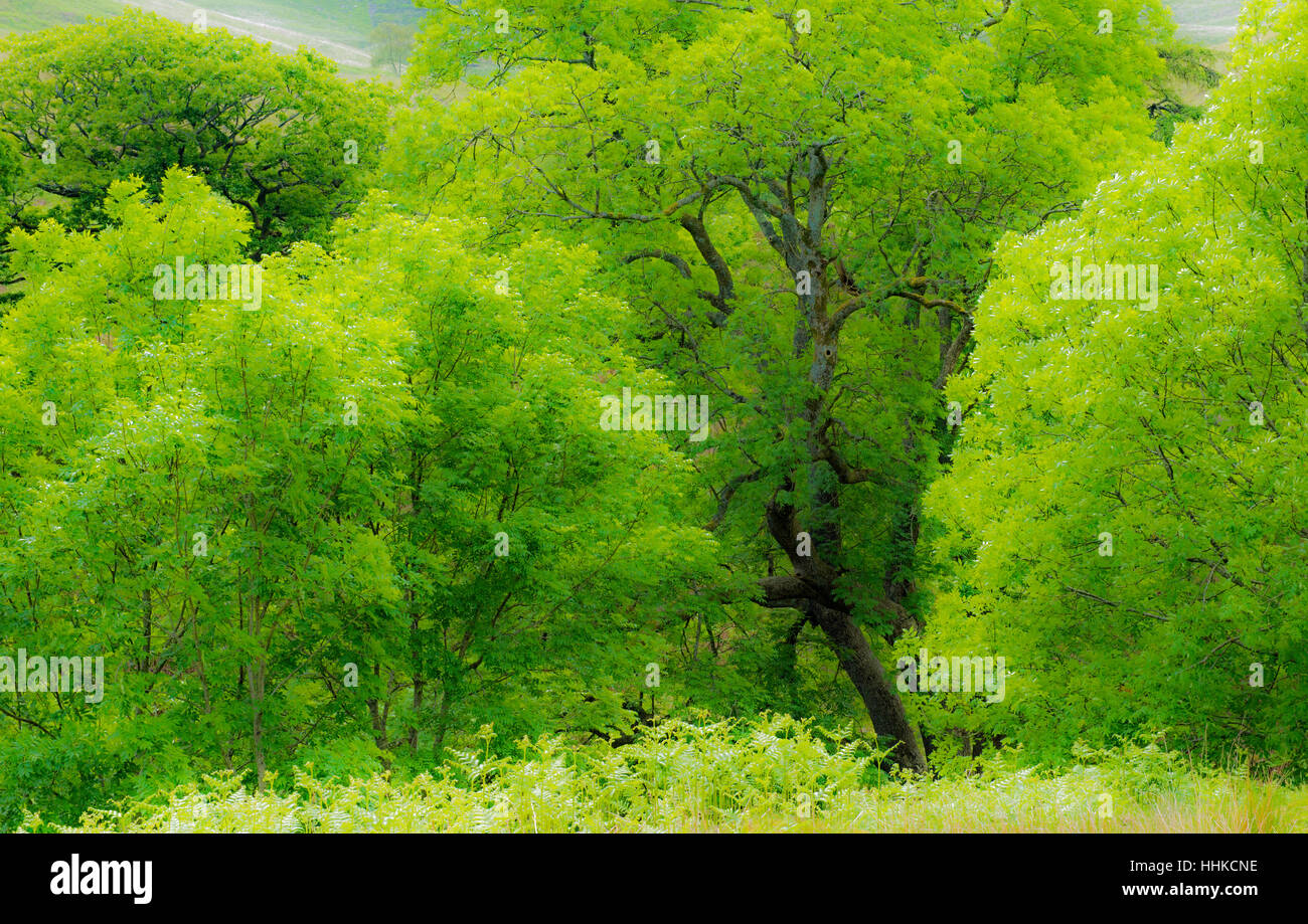 Bright green leafed Ash Trees above the village of Cwmparc in the Rhondda Fawr in late Spring Early Summer - South Wales Stock Photo