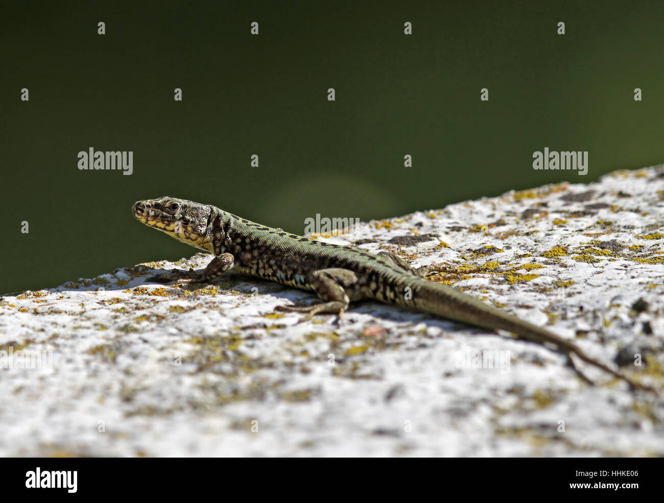 reptiles, critters, reptile, lizard, animals, saurian, suns, hovel