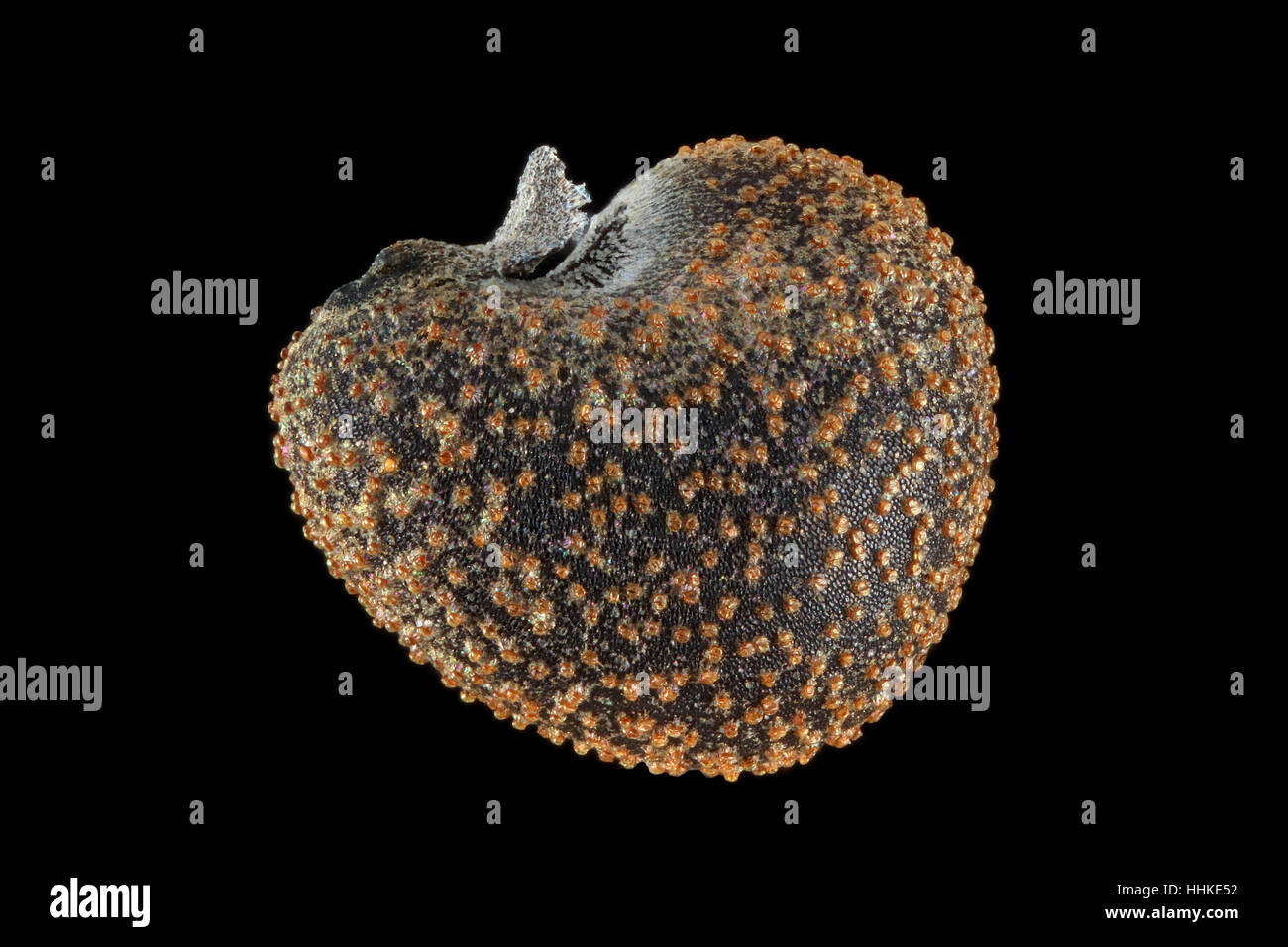 Hibiscus trionum, Flower-of-an-hour, Stundenblume, seeds, close up, seed size 2.0-2.5 mm Stock Photo
