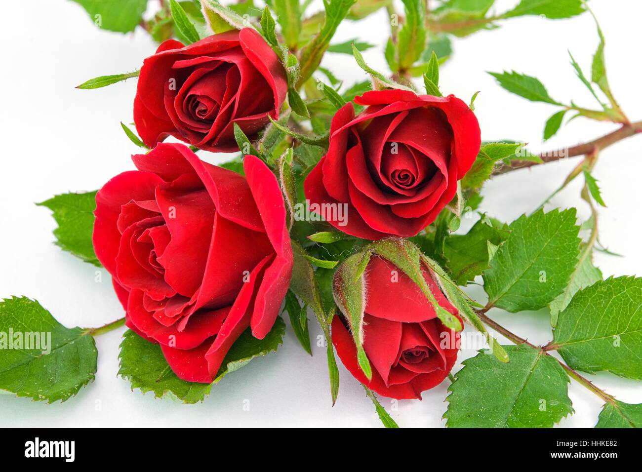 Flower Plant Rose Flowers Roses Beautiful Beauteously Nice