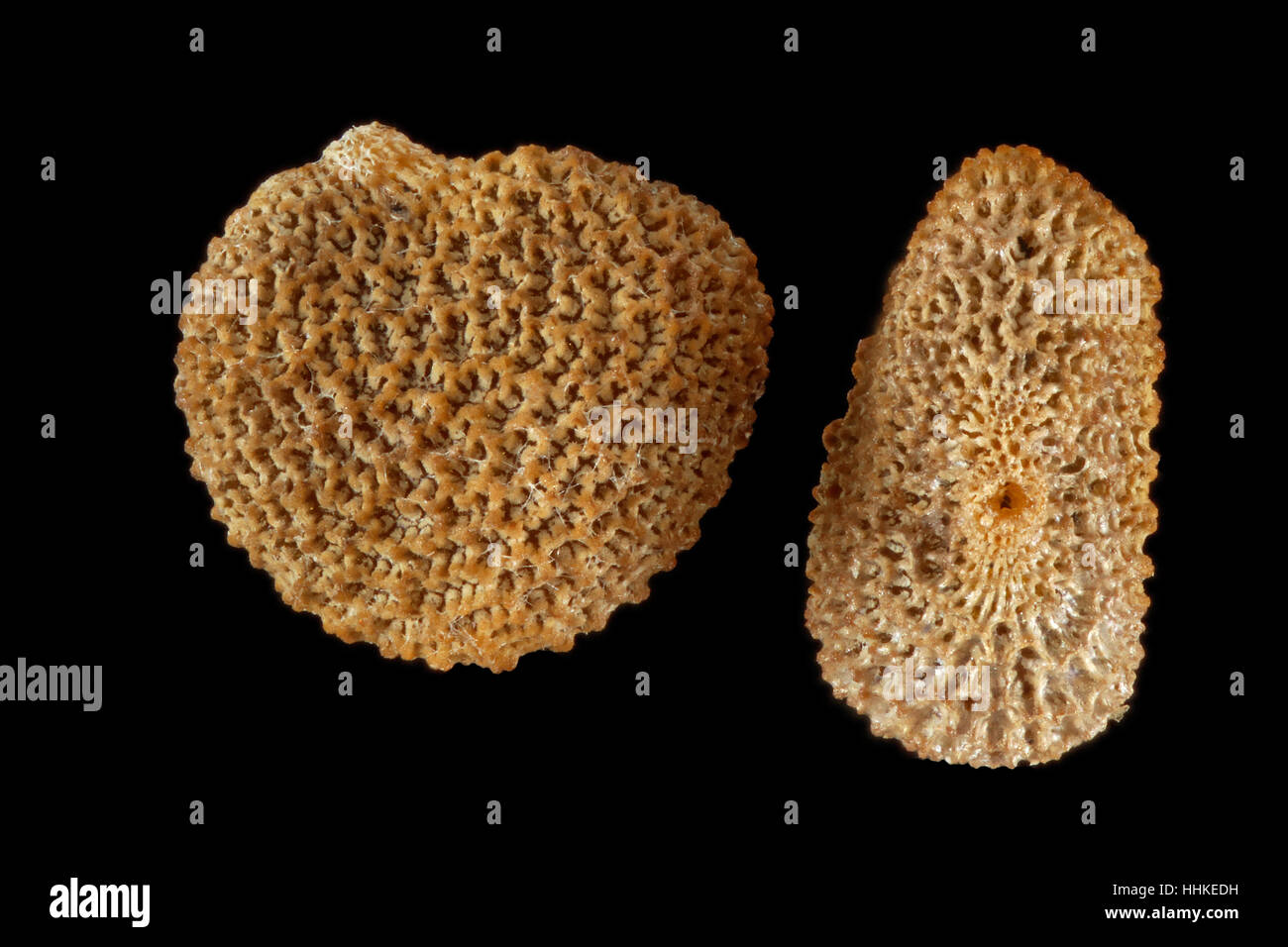 Henbane Seed