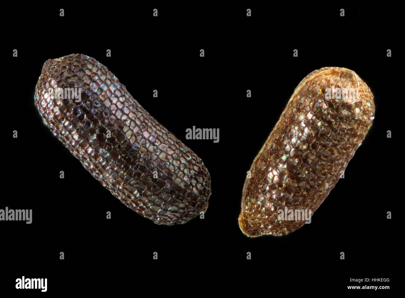 Hypericum perforatum, St John’s wort, Echtes Johanniskraut, seeds, close up, seed size 0.8-1.2 mm Stock Photo