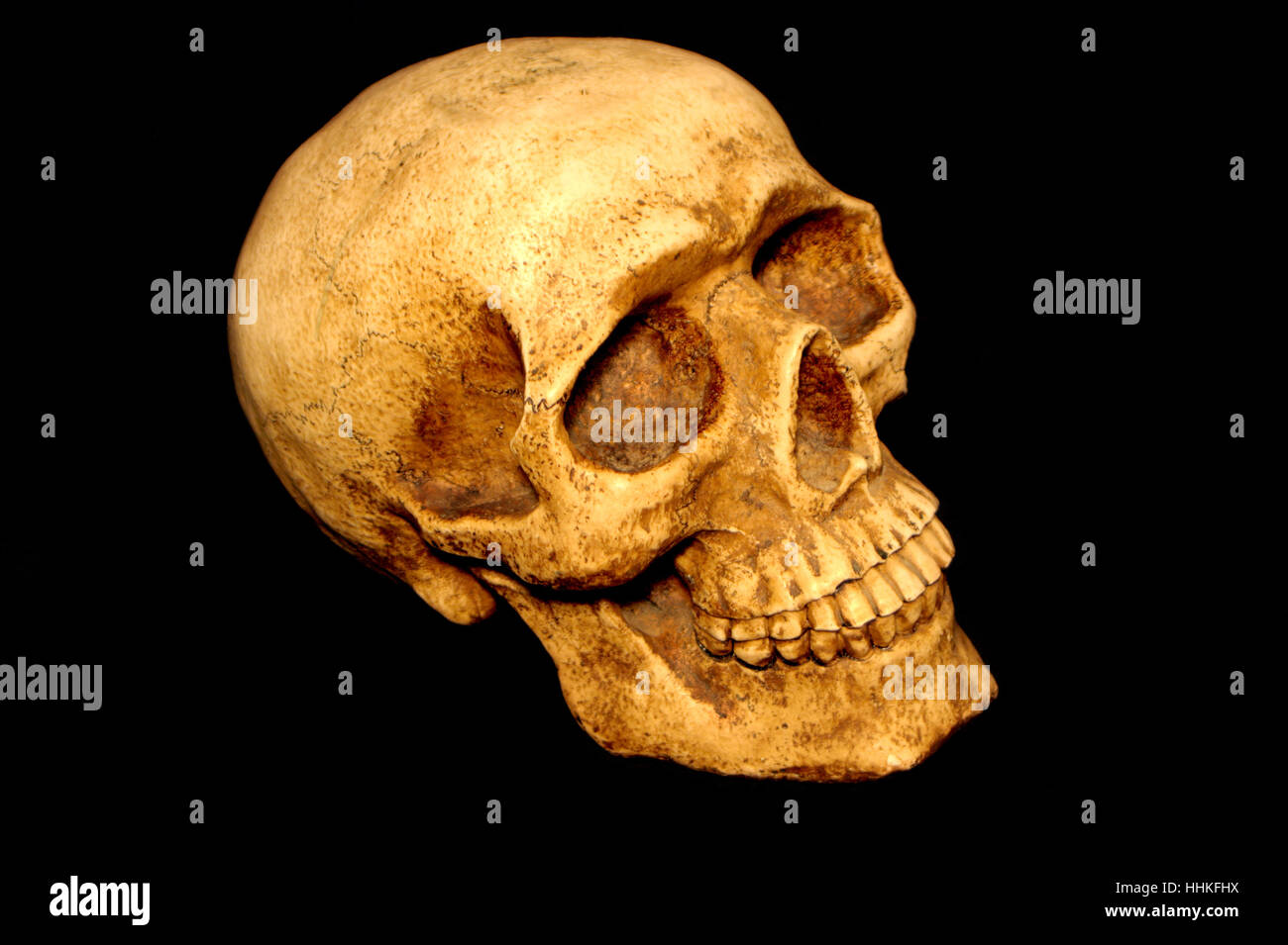 old skull Stock Photo - Alamy