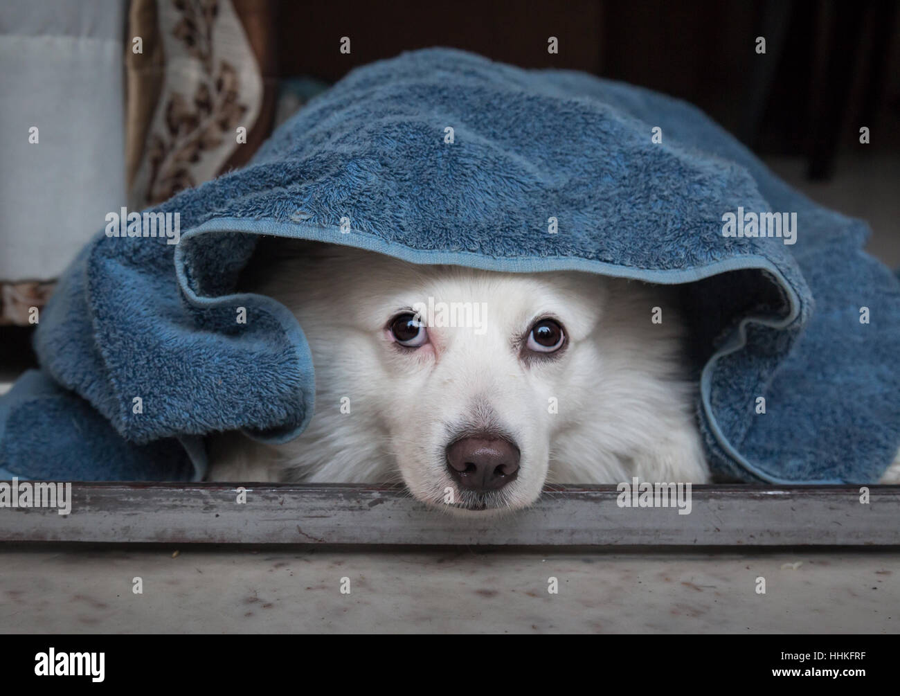 Cute white German Spitz dog lying inside a blue blanket with only the face peeping out. Close up dog portrait. Stock Photo