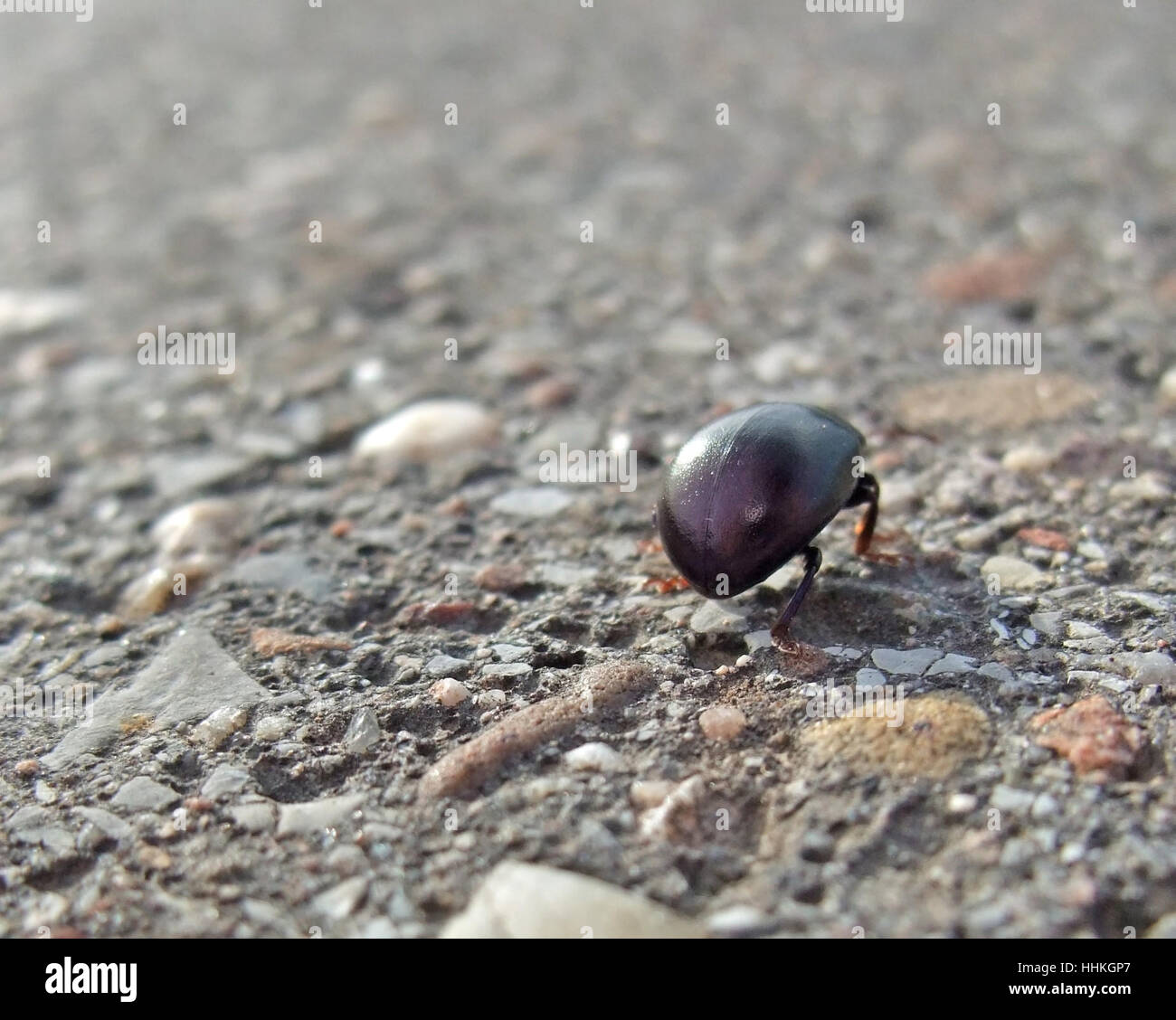 low angle closeup showing a bug named 'Cysolina sturmi' walking on pavement Stock Photo