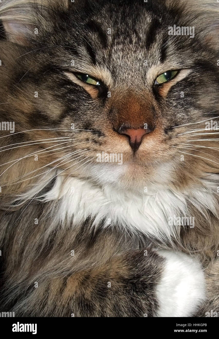 portrait of a dozy Norwegian Forest cat Stock Photo