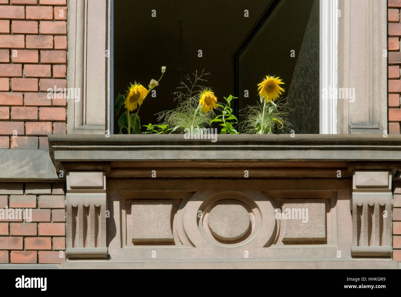 some sunflowers in front of a opened window.Outdoor shot in sunny ambiance Stock Photo