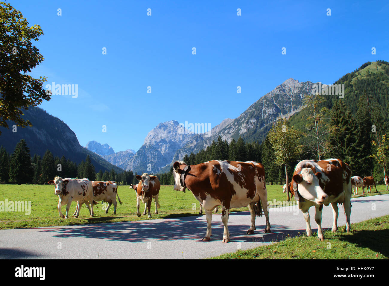 agriculture, farming, alps, alp, austrians, flower, flowers, plant, flower Stock Photo