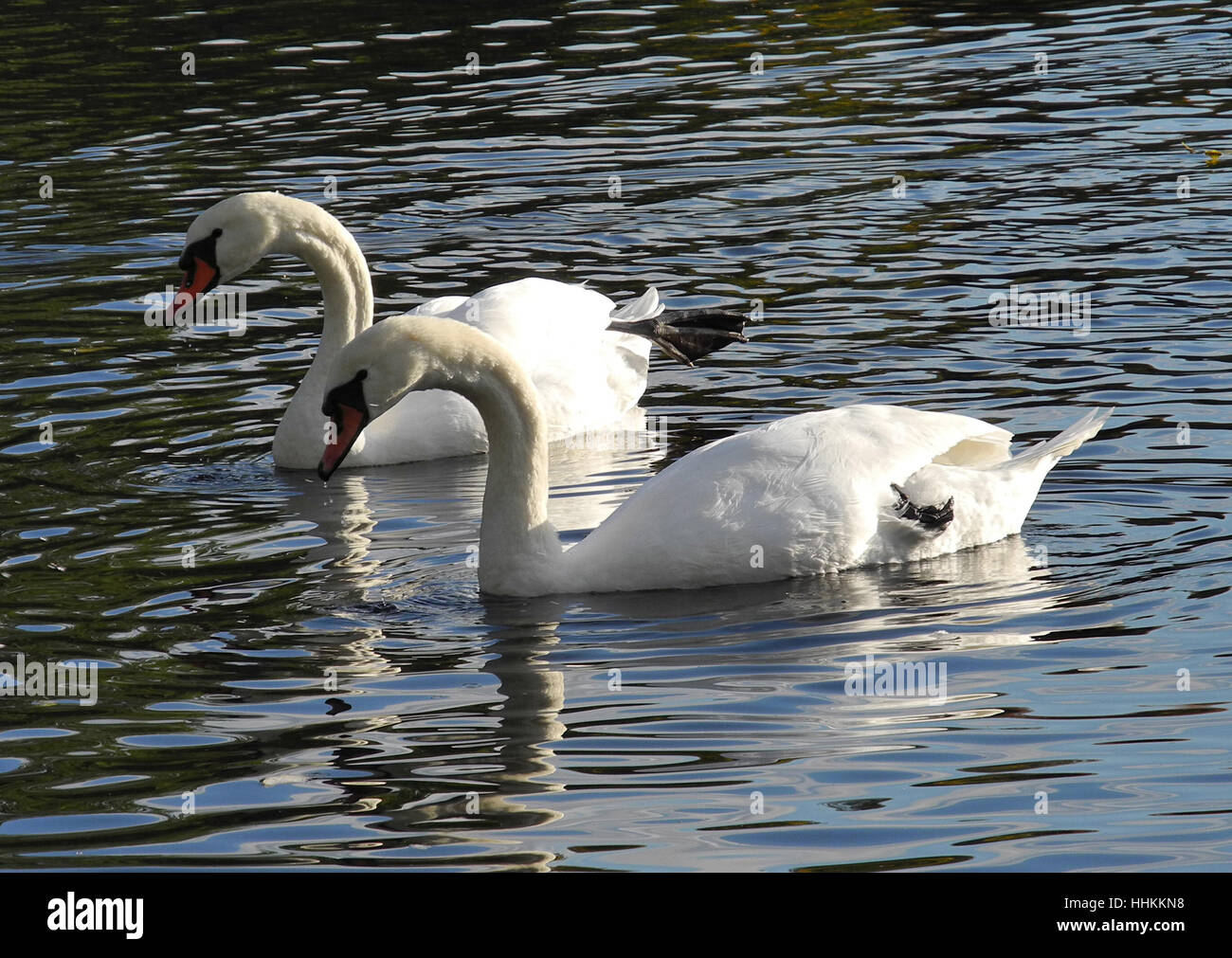 bird, fauna, swan, neck, wings, couple, pair, water, friendship, bird ...
