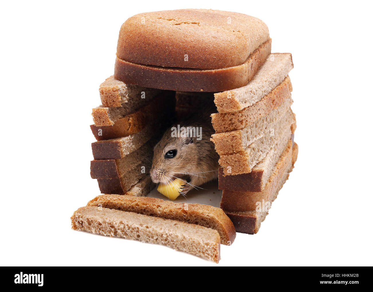 Gerbil mouse eat cheese at house of bread pieces isolated on white background. Buying Property concept. Stock Photo