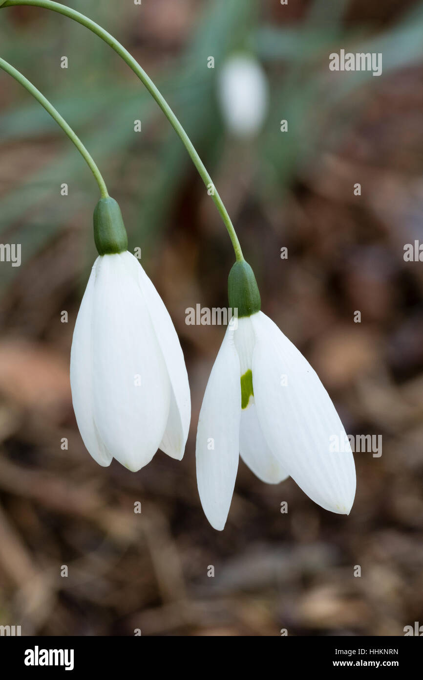 Long flower stems distinguish the selected form of the giant snowdrop, Galanthus elwesii var. monostictus 'Fly Fishing' Stock Photo