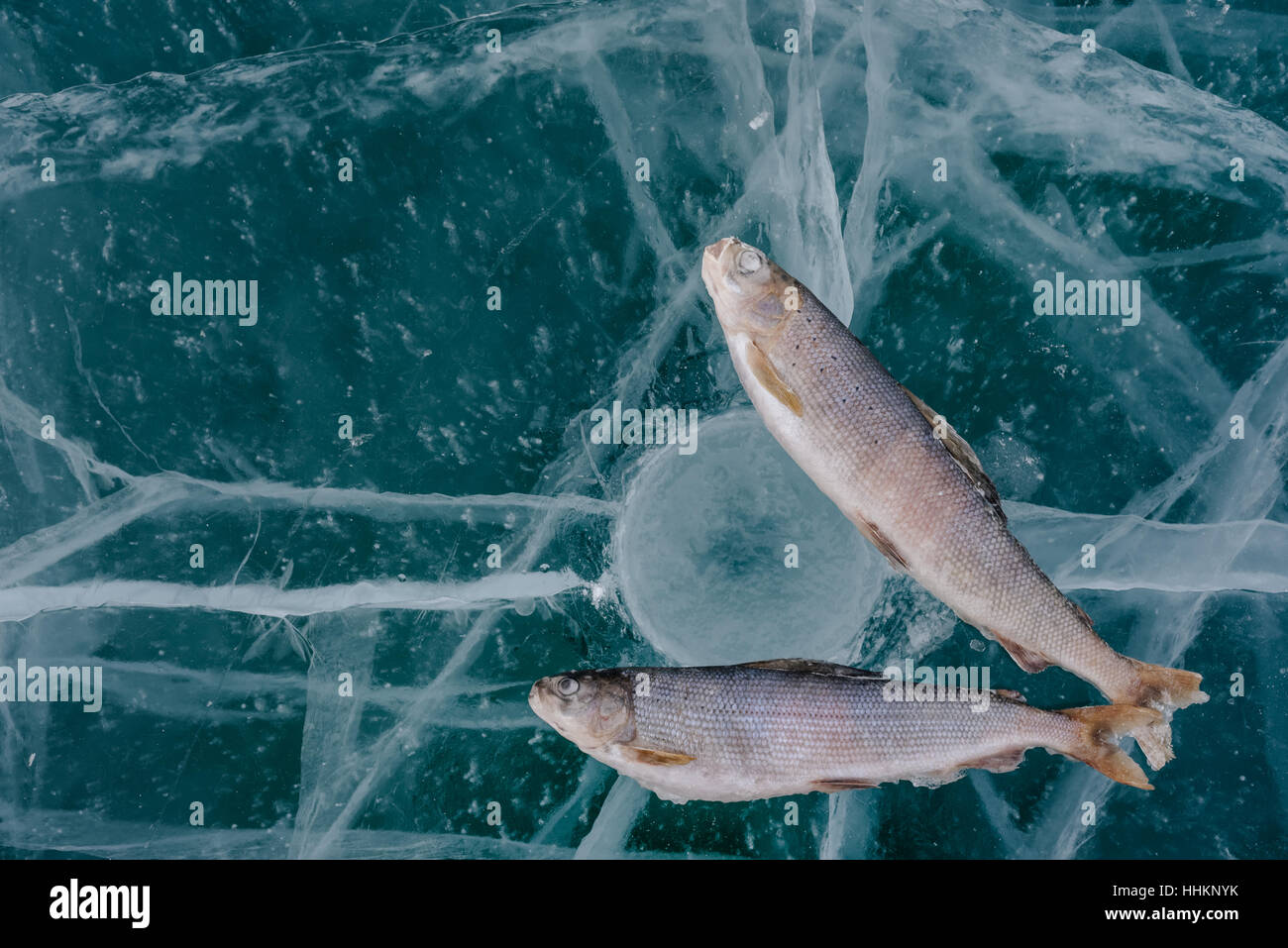 Winter fishing on Lake Baikal. Catching perch and grayling in the clean and beautiful place! The deepest freshwater lake on the planet. Fish body was  Stock Photo