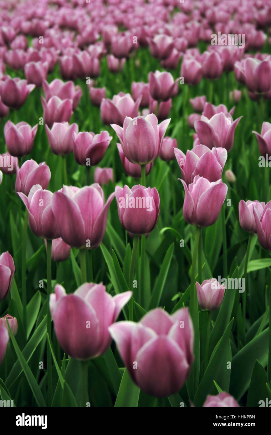 Pink / Light Purple Tulips Stock Photo Alamy