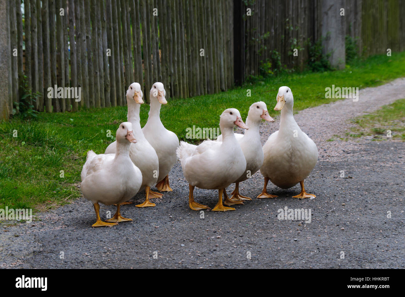 white ducks anatidae Stock Photo - Alamy
