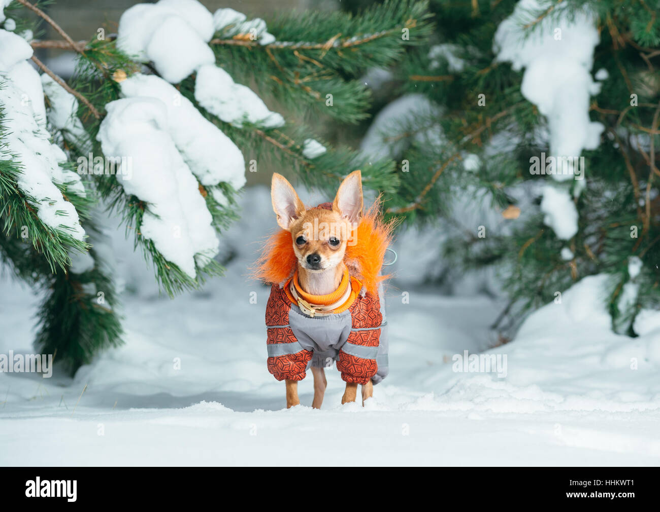 Russian toy terrier in a city park in the winter. For the first time in a jumpsuit . He is standing and looking at you. Pale orange color, a boy 5 mon Stock Photo