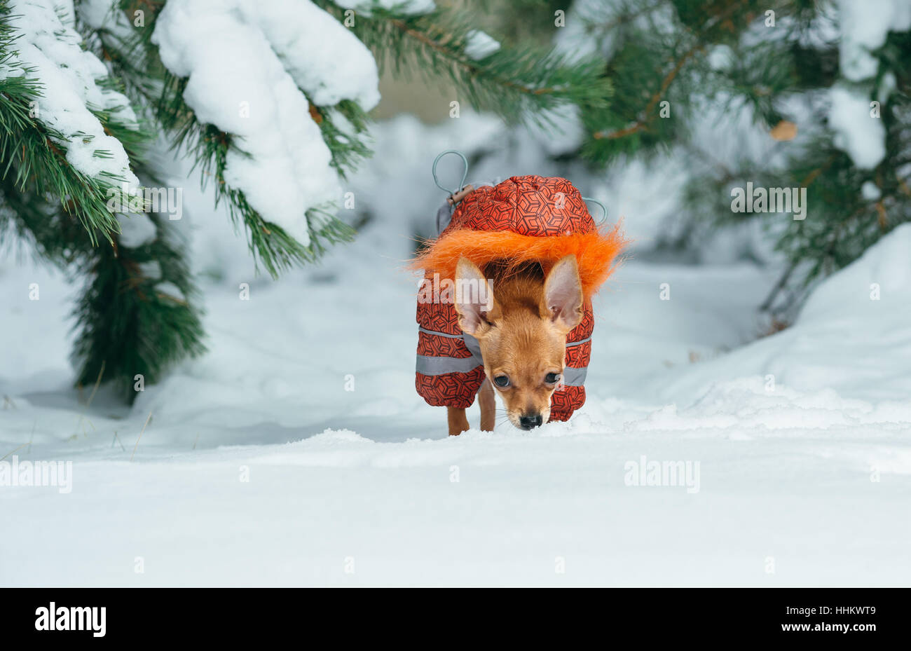 Russian toy terrier in a city park in the winter. For the first time in a jumpsuit . Sniffs the first snow . Pale orange color, a boy 5 months. Name i Stock Photo