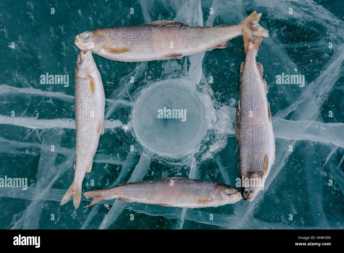 Winter fishing on Lake Baikal. Catching perch and grayling in the