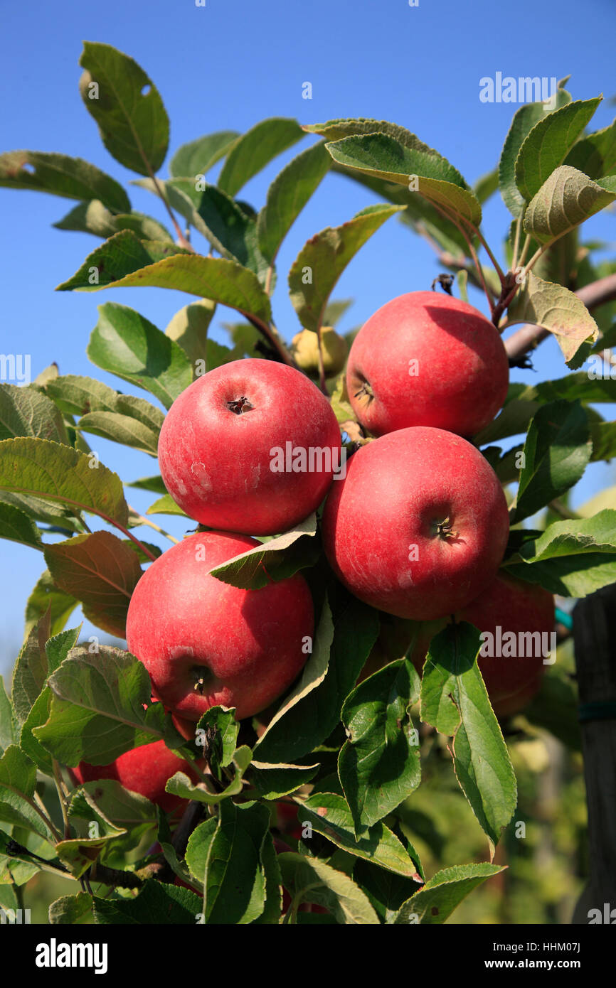 Apple tree in Jork, Altes Land, Lower Saxony, Germany, Europe Stock Photo