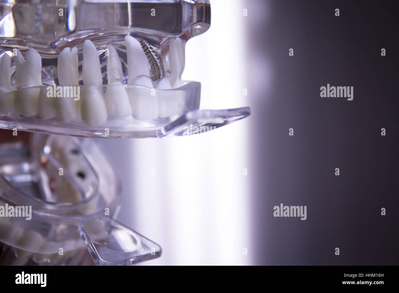 Silicone molds to make dentures inside a false mouth Stock Photo Alamy