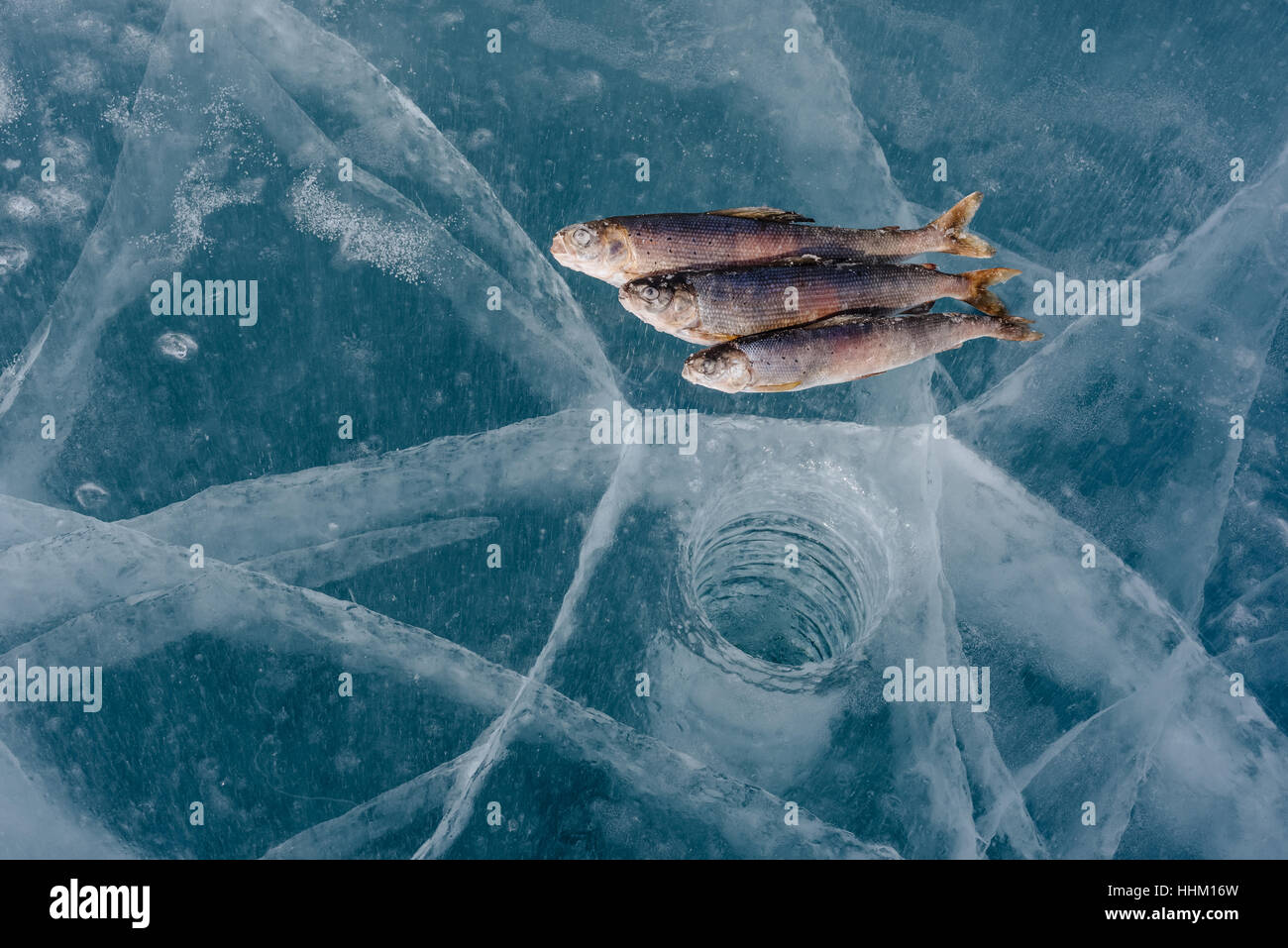 Skimmer bream hires stock photography and images Alamy