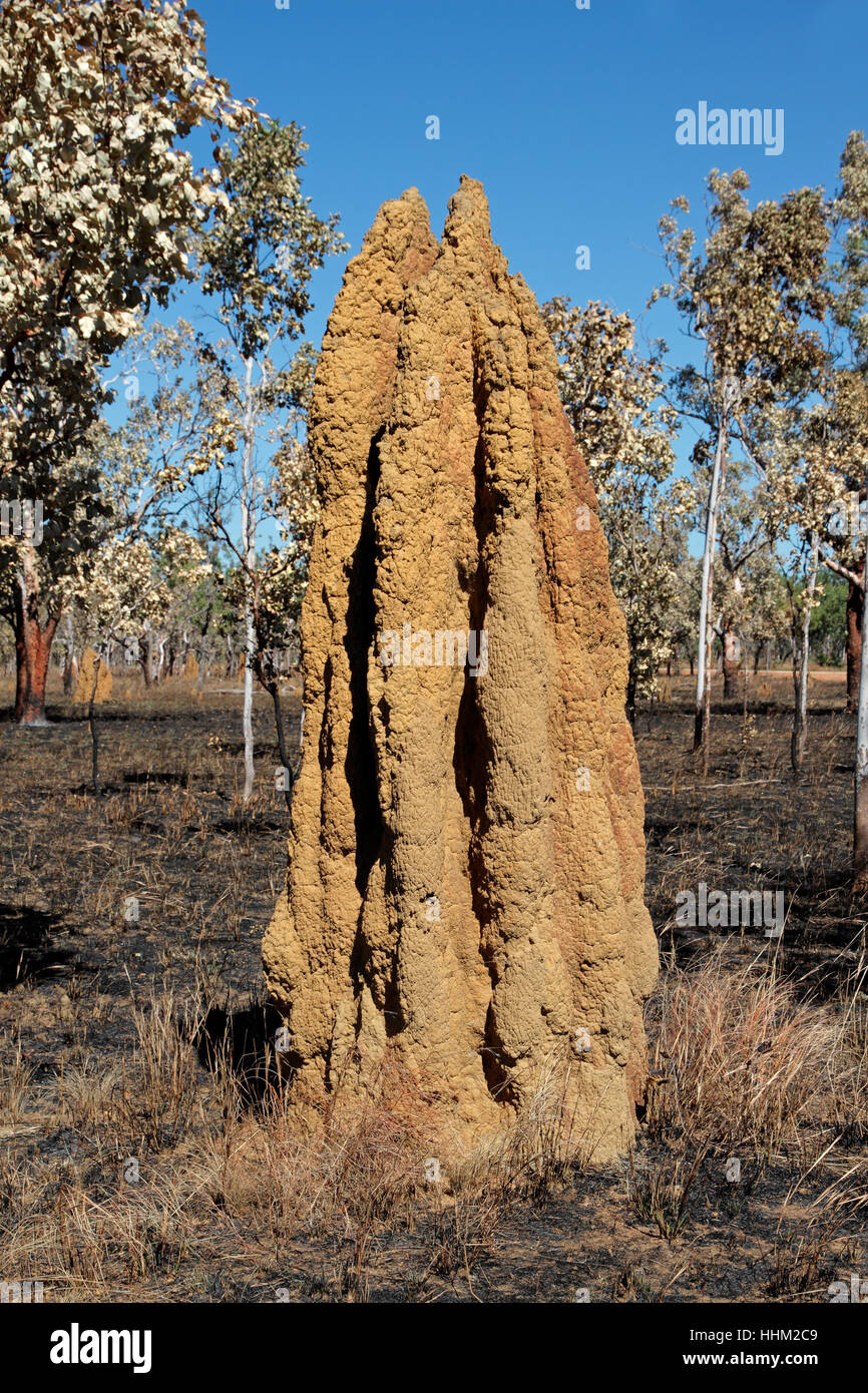 Insect Australia Anthill Termite Big Large Enormous Extreme Powerful Stock Photo Alamy