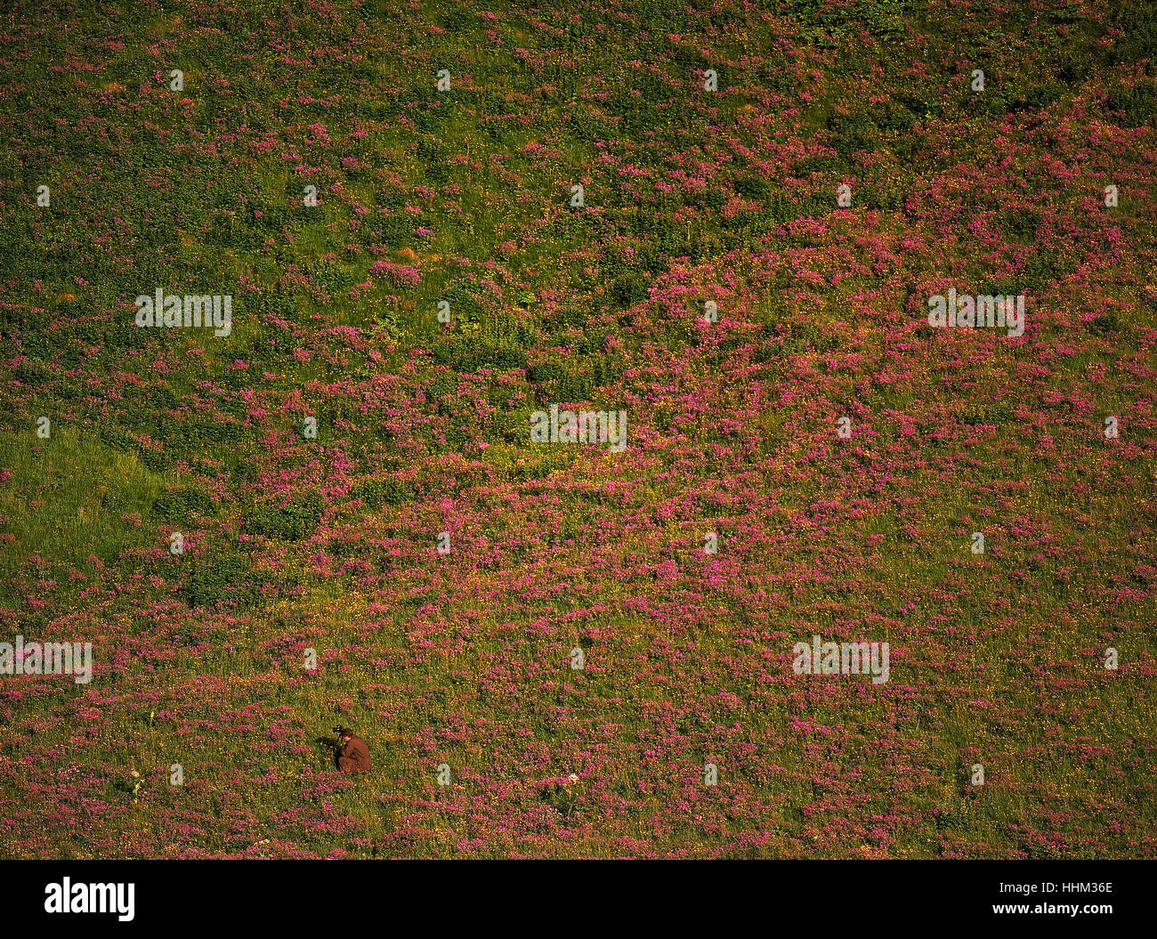 Pictures of wildflowers hi-res stock photography and images - Alamy