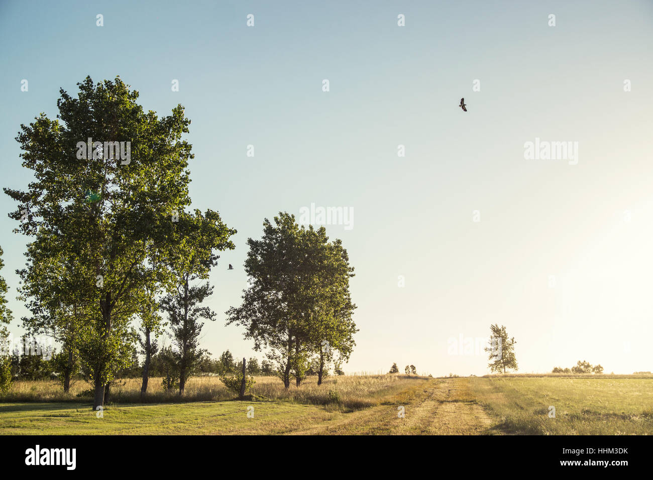 árbol de campo hi-res stock photography and images - Alamy