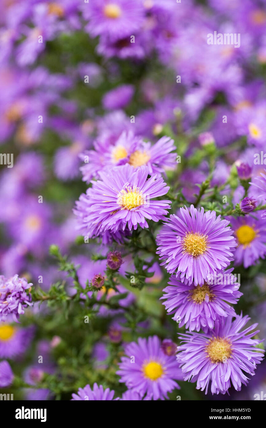 Symphyotrichum novibelgii flowers Stock Photo Alamy