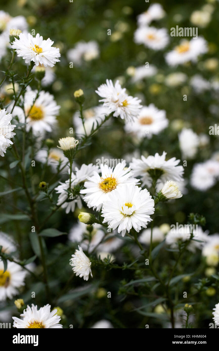 Symphyotrichum novi-belgii 'White ladies' flowers. Stock Photo
