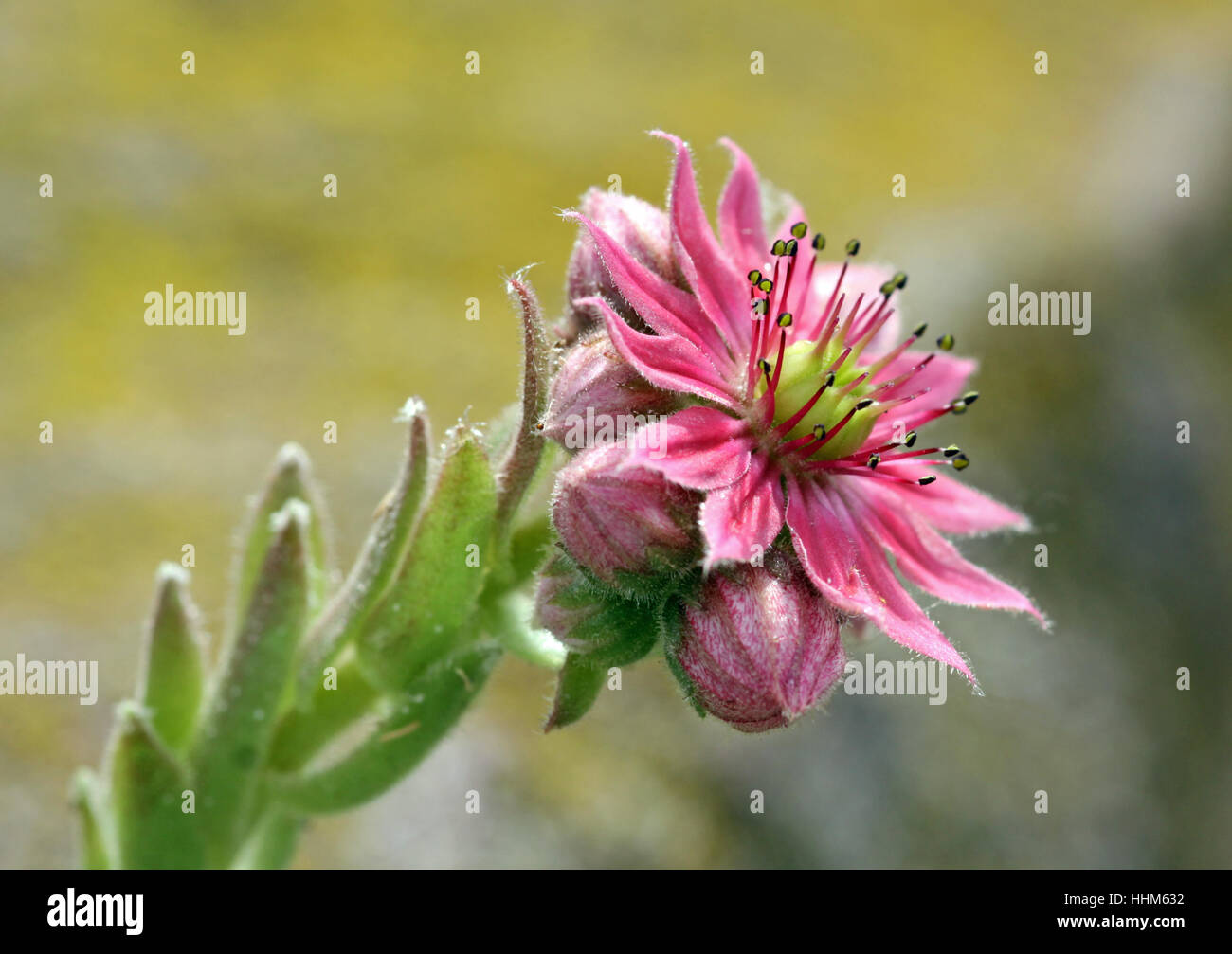 pink, flower, flowers, plant, blossoms, ocher, bleed, damask rose, rockery, Stock Photo