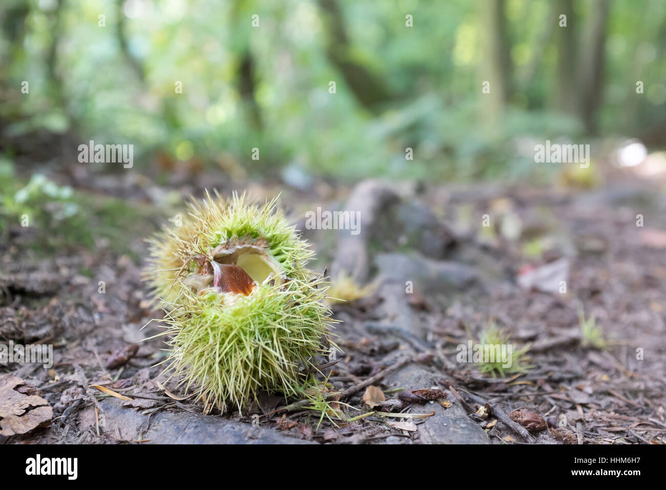 Chestnut on woodland floor Stock Photo