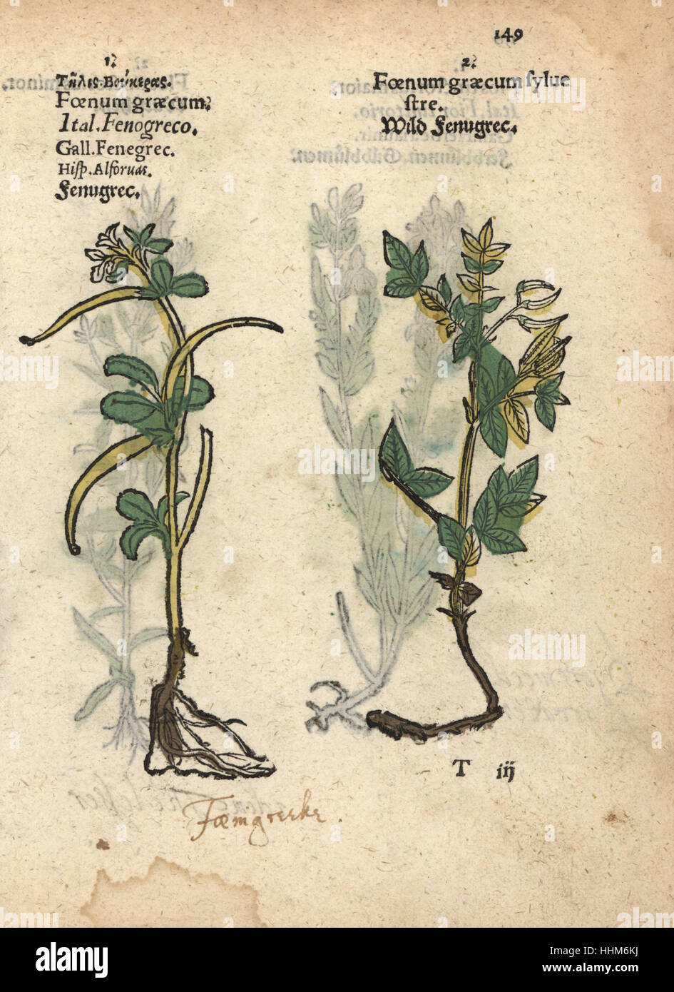 Fenugreek, Trigonella foenum-graecum, and wild fenugreek, Foenum-graecum  sylvestre. Handcoloured woodblock engraving of a botanical illustration  from Adam Lonicer's Krauterbuch, or Herbal, Frankfurt, 1557. This from a  17th century pirate edition or atlas