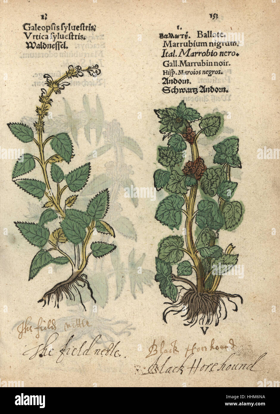 Common hemp nettle, Galeopsis tetrahit, and black horehound, Ballota nigra. Handcoloured woodblock engraving of a botanical illustration from Adam Lonicer's Krauterbuch, or Herbal, Frankfurt, 1557. This from a 17th century pirate edition or atlas of illustrations only, with captions in Latin, Greek, French, Italian, German, and in English manuscript. Stock Photo