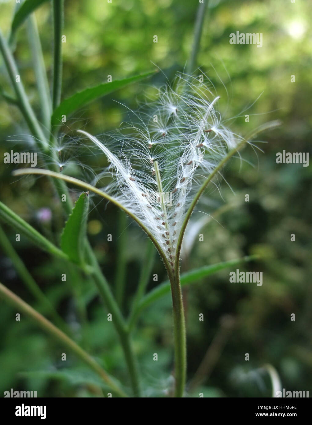 beautiful filigree plant detail in blurry natural back at summer time Stock Photo