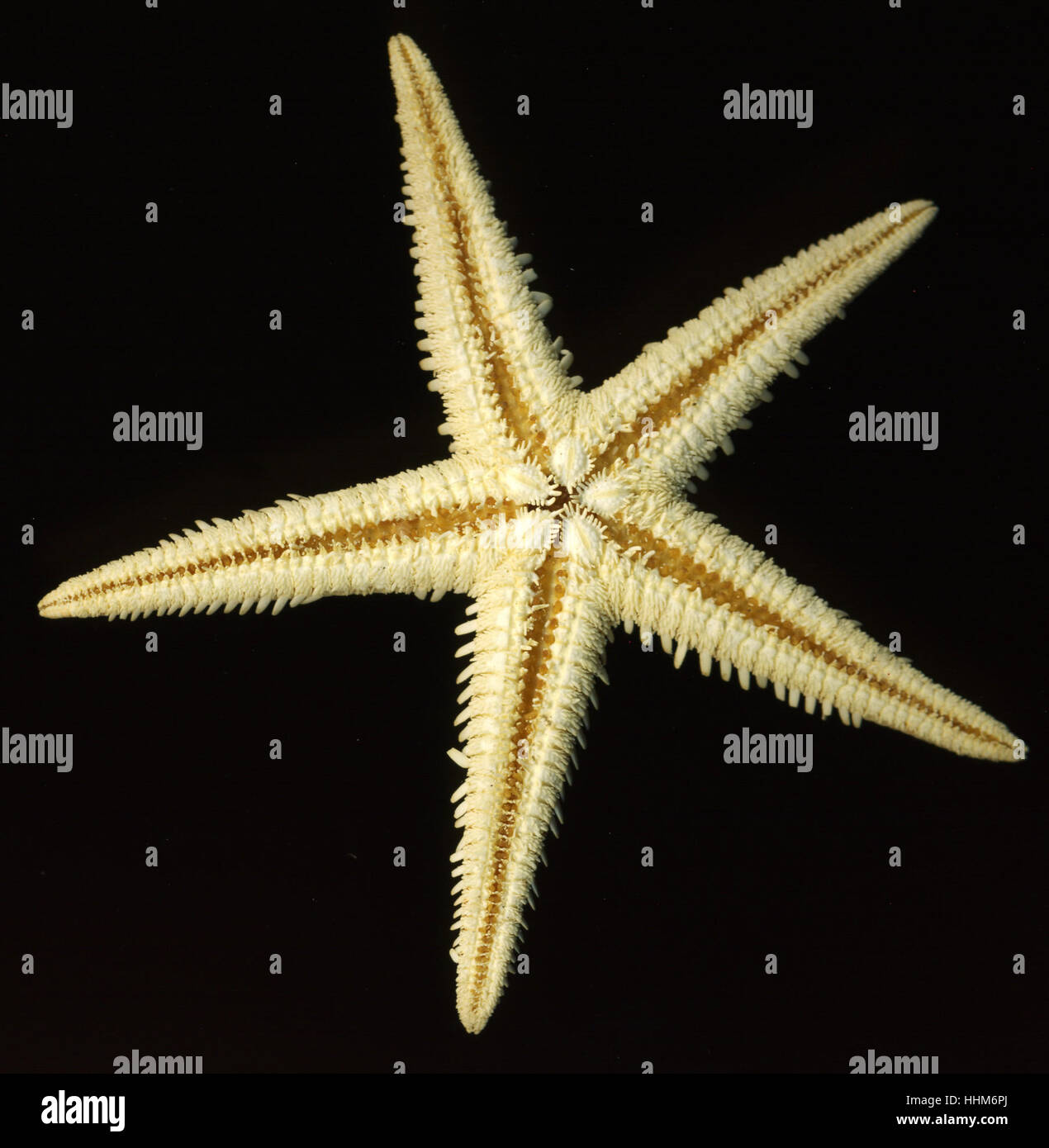 detail of a light brown starfish in black back Stock Photo