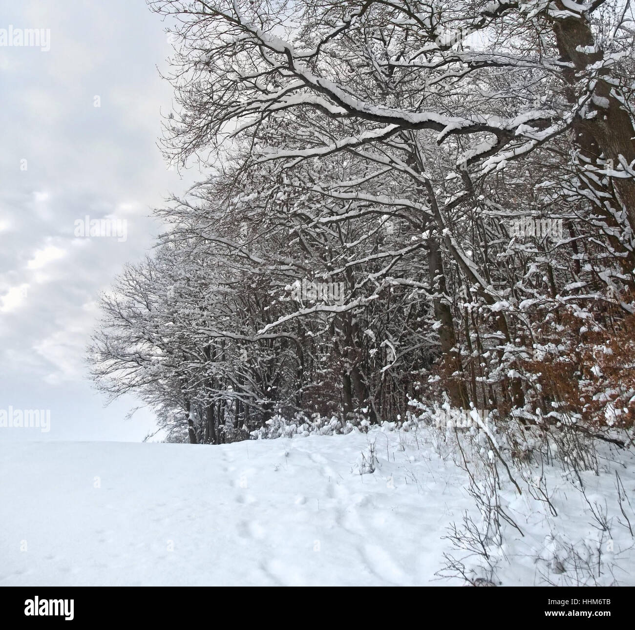 border of a wood with lots of snow in Southern Germany at winter time Stock Photo