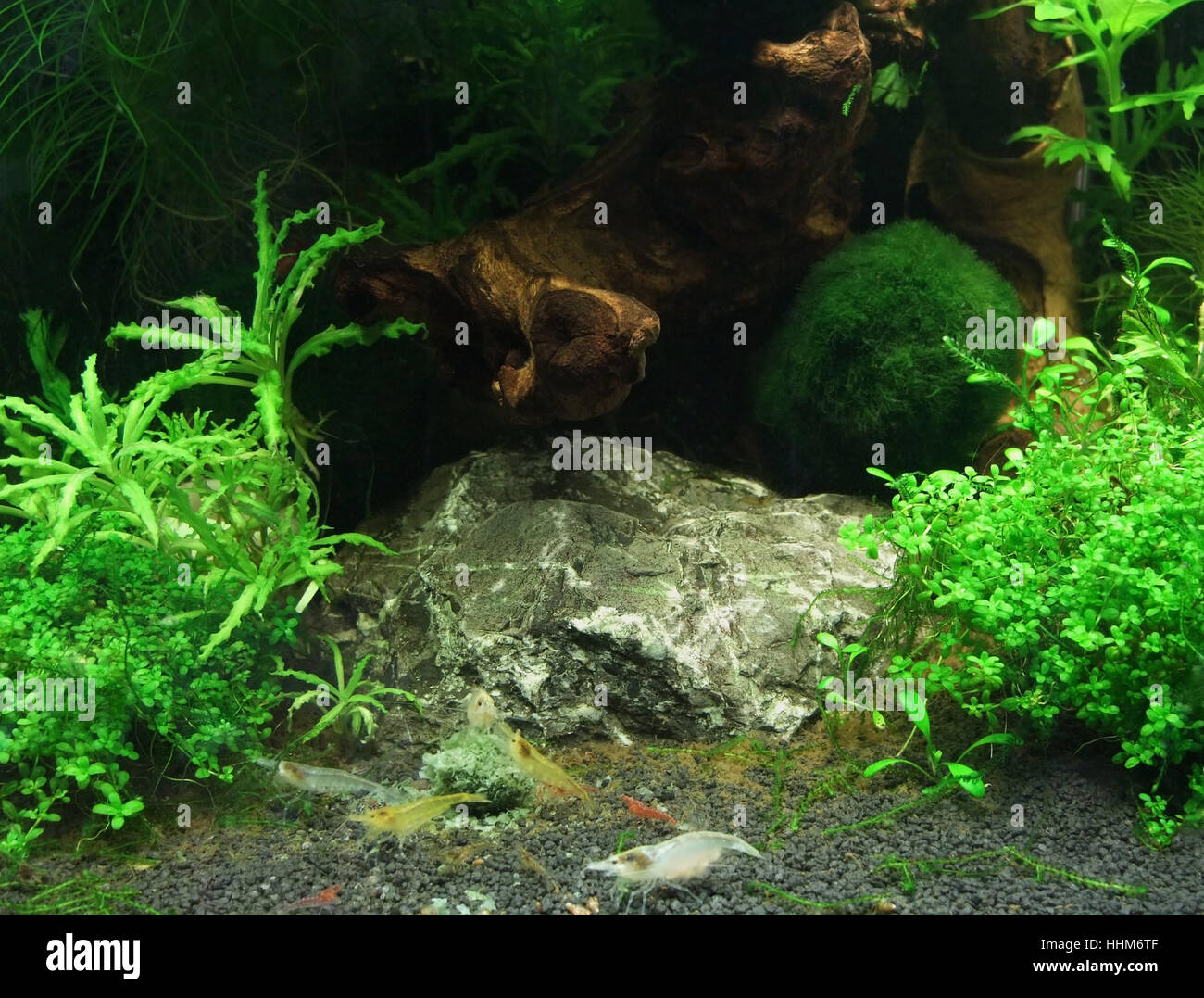 underwater scenery including some fresh water shrimps Stock Photo
